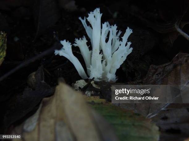 les dentss de la foret - richard olivier stock pictures, royalty-free photos & images