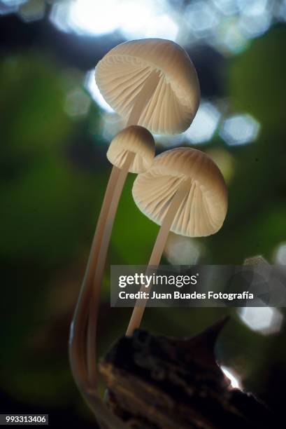 makro cordoba - fotografía stock-fotos und bilder