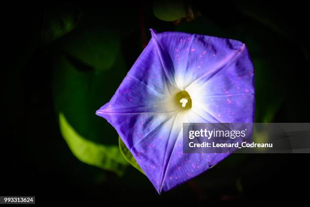 vegetal pentagon - vegetal stockfoto's en -beelden