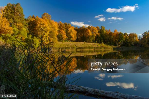 yaropolets - belyaev stock pictures, royalty-free photos & images