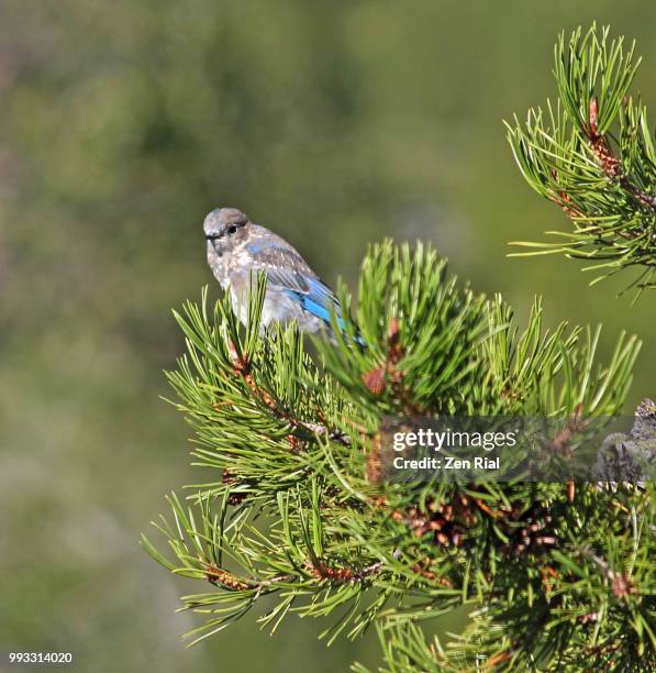 a single bluebird perching on a pine tree in grand teton national park, wyoming - berghüttensänger stock-fotos und bilder