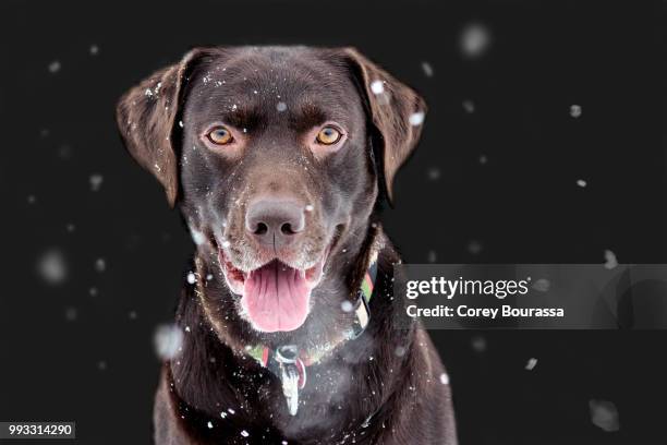 Choclacolate Lab Attacking 634 American Chocolate Lab Stock Photos, High-Res Pictures, and Images ...