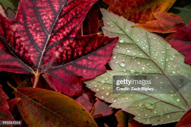 autumn leaves - ripley stock pictures, royalty-free photos & images