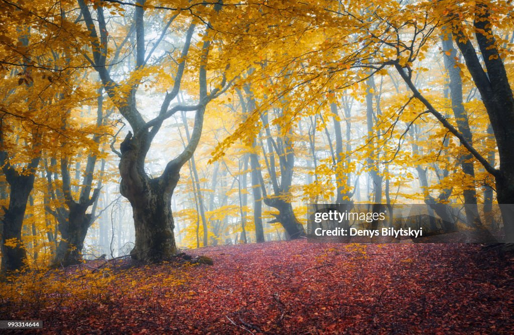 Autumn Forest in Crimea