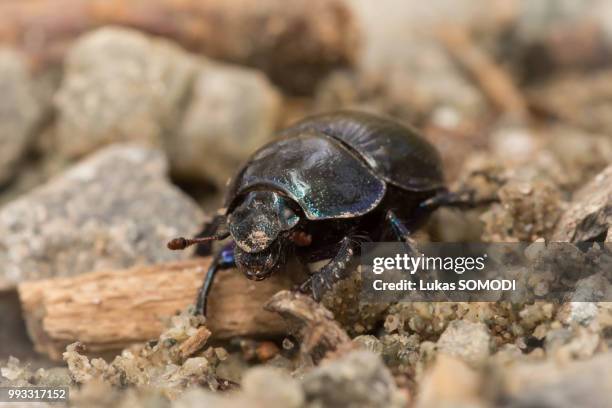 dung beetle - dung stock pictures, royalty-free photos & images