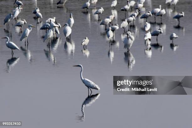 birds - livit fotografías e imágenes de stock