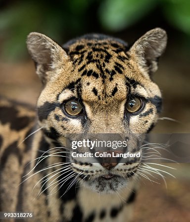 Clouded Leopard Clouded Leopard