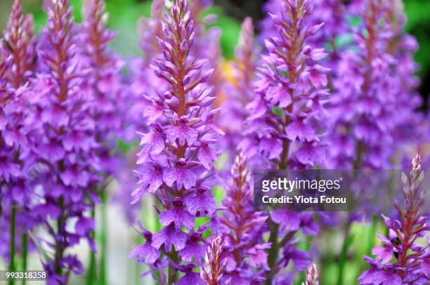 purple - blütentraube stock-fotos und bilder