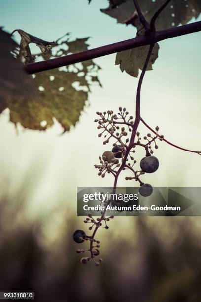 grapes rusting on the vine - goodman stock pictures, royalty-free photos & images