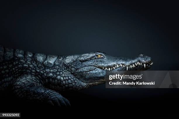 african soul - crocodile stock pictures, royalty-free photos & images