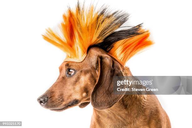 punk rock pup - little punk stock pictures, royalty-free photos & images