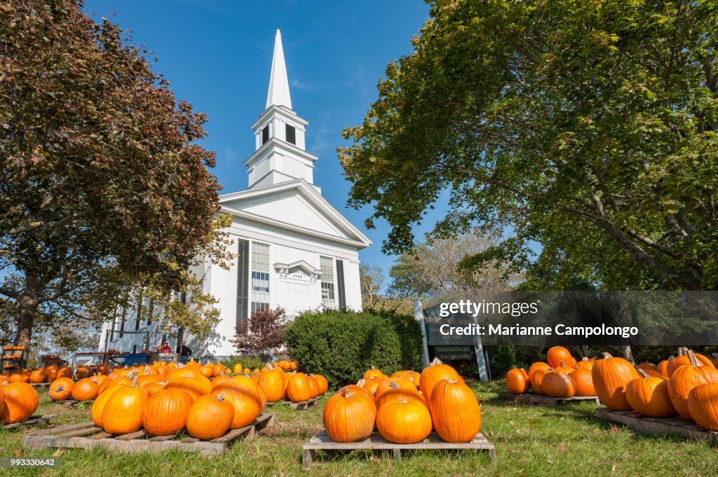 Pumpkin Patch Chatham 1