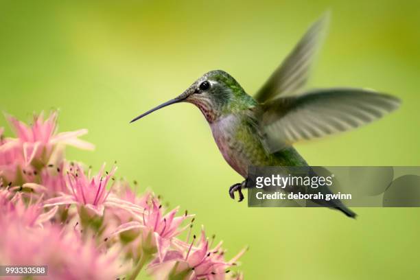 hummingbird & sedum - gewinn foto e immagini stock
