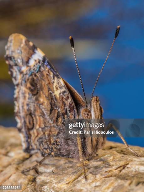 grayling butterfly - grayling stock pictures, royalty-free photos & images