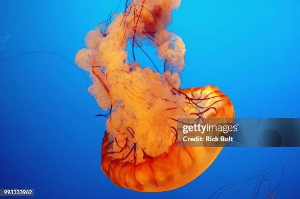 jellyfish hunting - chrysaora - fotografias e filmes do acervo