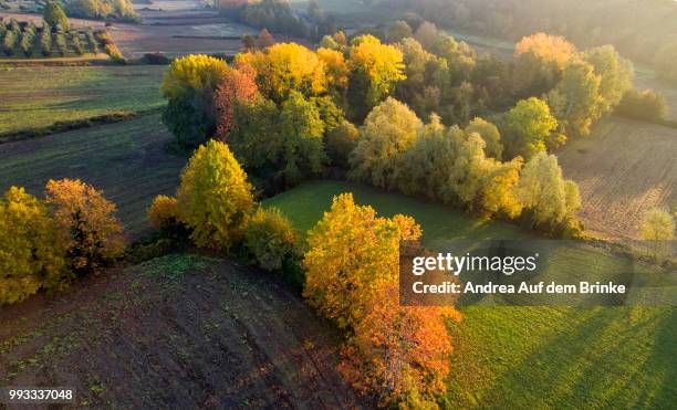 autumn trees - auf dem land foto e immagini stock