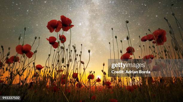 poppies beneath a starry sky. - poppies stock pictures, royalty-free photos & images