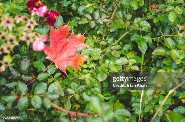 autumn-4 - irfan khan photos stock pictures, royalty-free photos & images