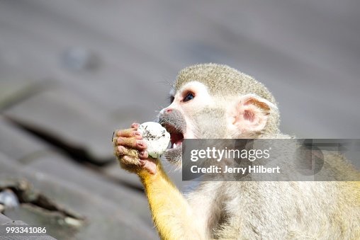 Squirrel monkey Squirrel monkey