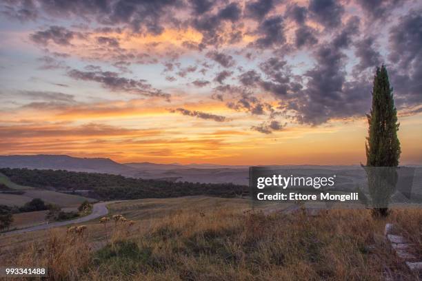 cipresso al tramonto, val d'orcia - cipresso stock-fotos und bilder