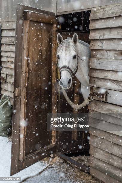 white horse in snow - 馬の衣装 ストックフォトと画像
