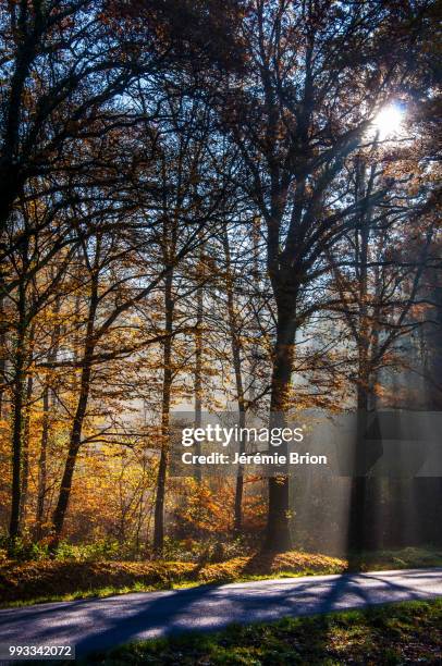 foret - foret stock pictures, royalty-free photos & images