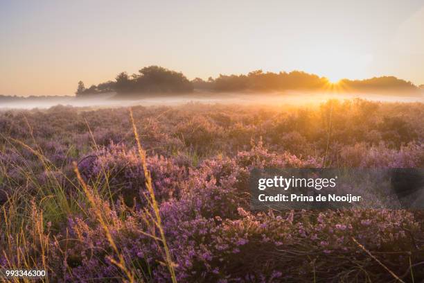 sunrise loonse en drunense duinen - duinen stock pictures, royalty-free photos & images