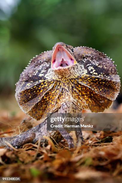 frilled dragon - clamidosaurio de king fotografías e imágenes de stock