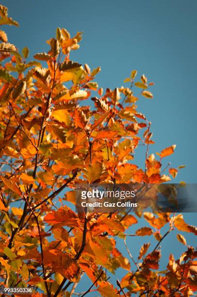 autumn leaves - gaz imagens e fotografias de stock