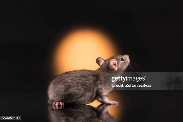 good morning - flying squirrel bildbanksfoton och bilder