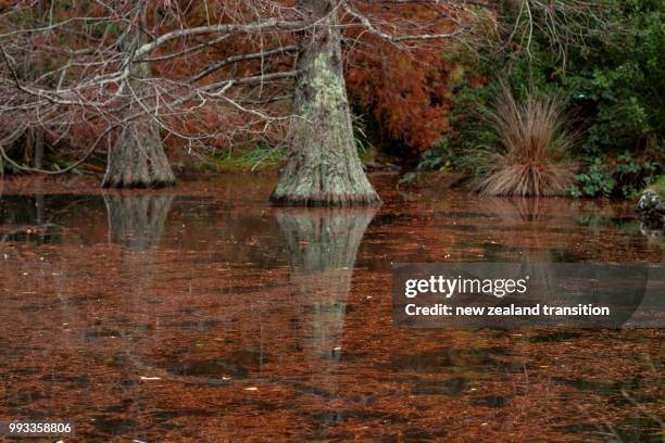 swamp cypress with reflection and autumn leaves floating in a pond - cypress swamp stock-fotos und bilder