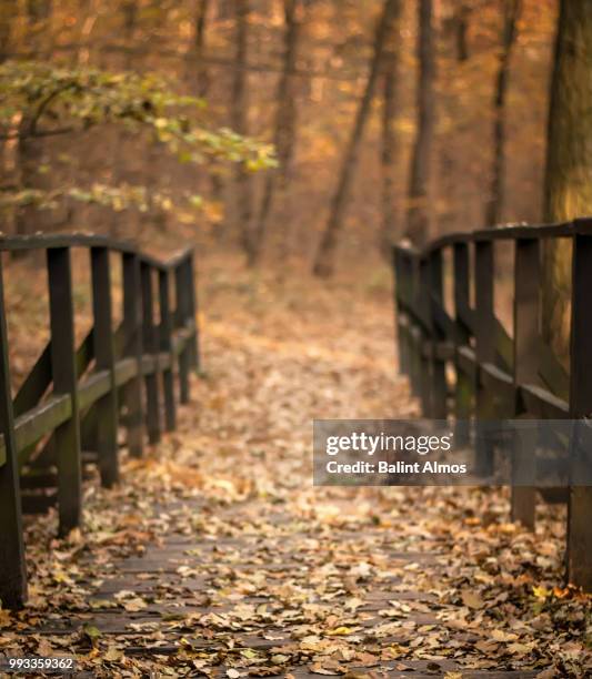 fall - rail fence stock pictures, royalty-free photos & images