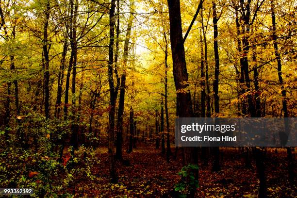 herbst woodland scene - herbst - fotografias e filmes do acervo