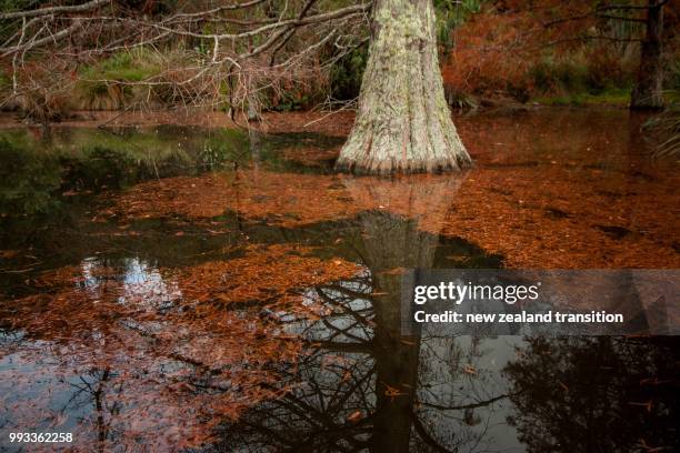 swamp cypress with reflection and autumn leaves floating in a pond - cypress swamp stock-fotos und bilder