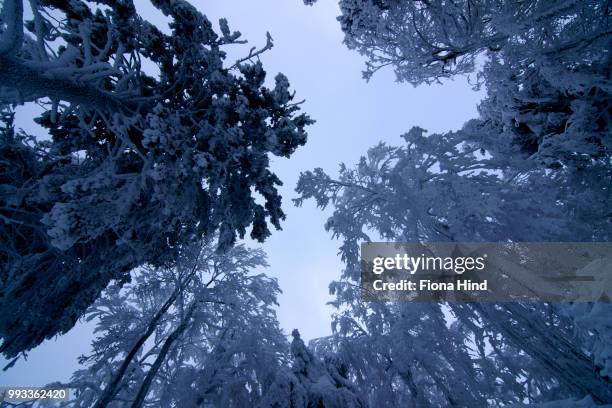 winter canopy - hind limb photos et images de collection