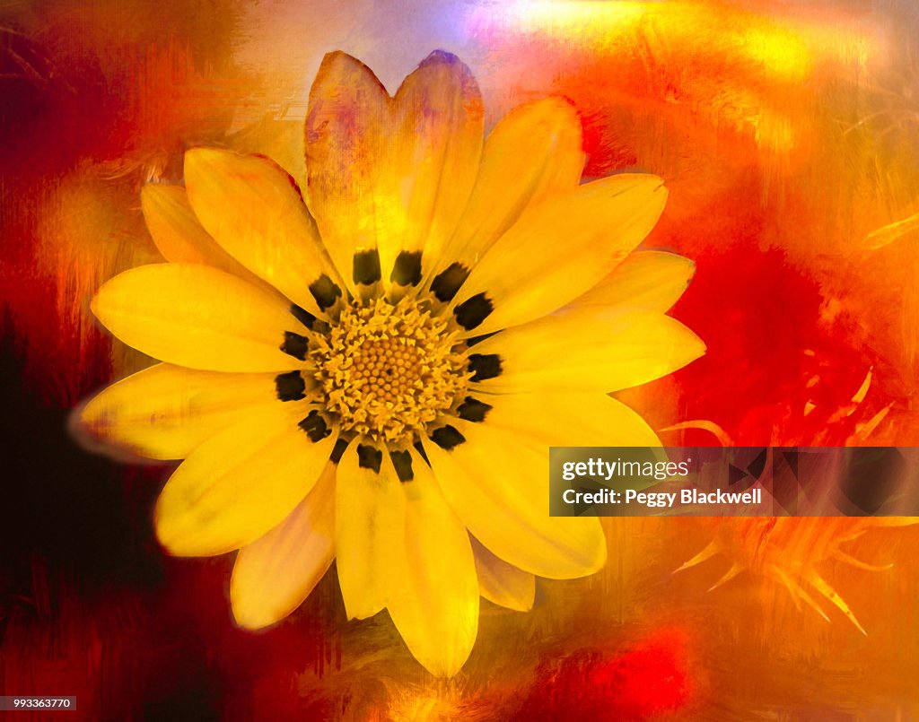 Gazania in the Spring