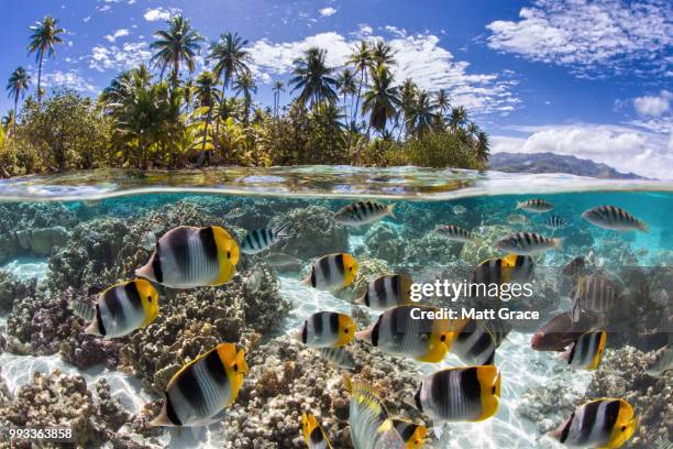 the waters of french polynesia - butterflyfish stock pictures, royalty-free photos & images