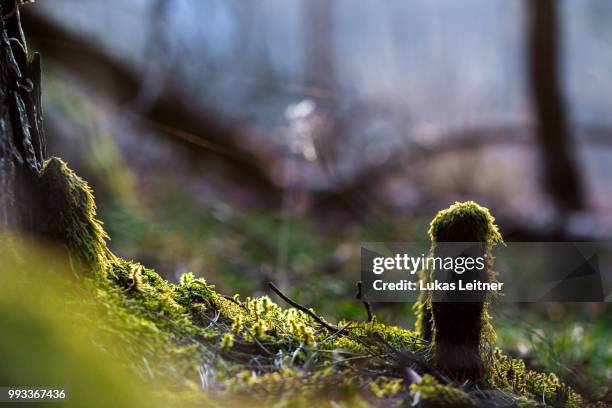 moss - leitner stock pictures, royalty-free photos & images