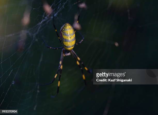 spiders in autumn iii - orb weaver spider stock pictures, royalty-free photos & images