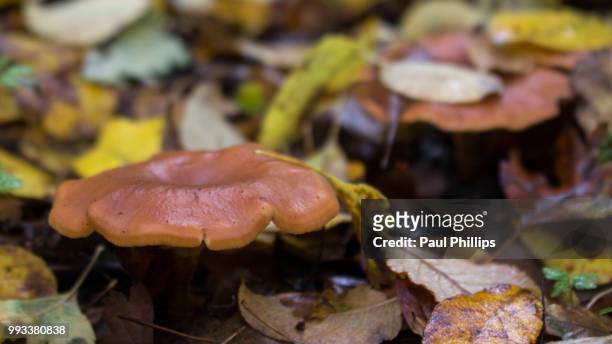forest floor mushroom - autumn phillips fotografías e imágenes de stock