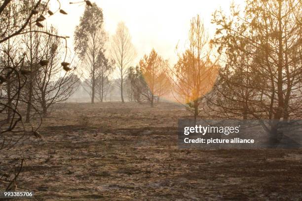 July 2018, Germany, Lieberose: Burned forest and heathland areas at the former military training area in southern Brandenburg. Photo: Julian...