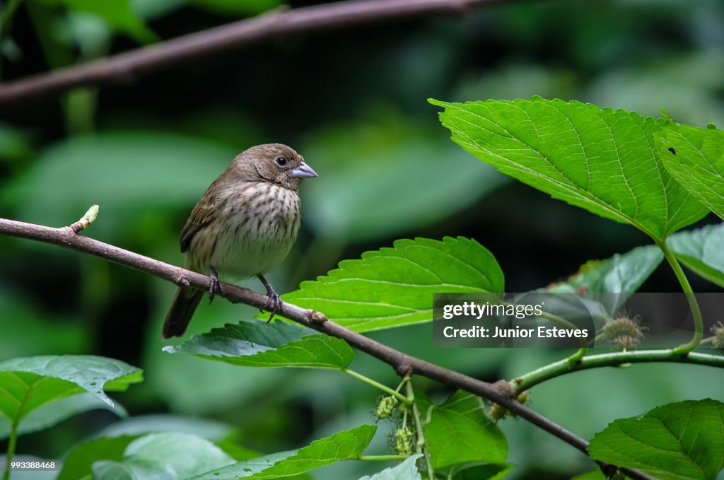 Blue-black Grassquit female - tiziu femea
