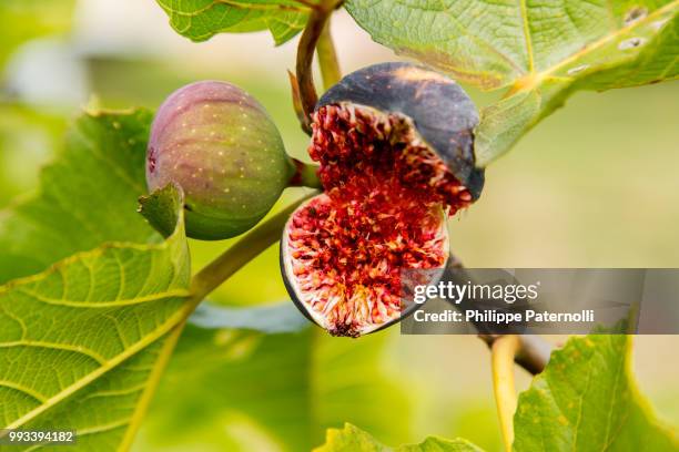 photo by: philippe paternolli - fig tree stock pictures, royalty-free photos & images