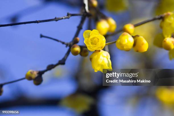 wintersweet flowers - allspice stock pictures, royalty-free photos & images