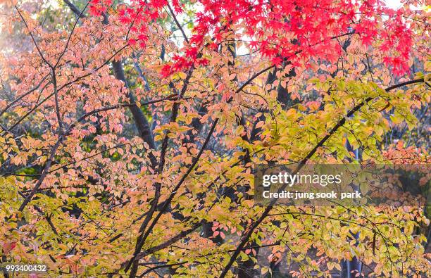 maple - park jung stockfoto's en -beelden