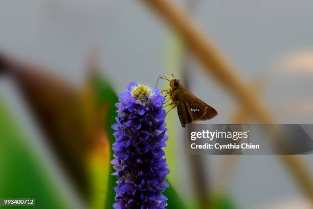 pollen - chien imagens e fotografias de stock