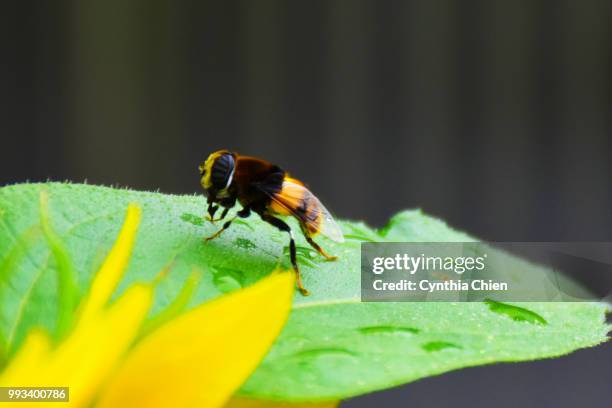 bee - chien stockfoto's en -beelden