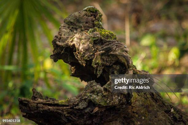snapping turtle log - snapping turtle stock pictures, royalty-free photos & images