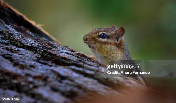 chipmunk - anura stock pictures, royalty-free photos & images