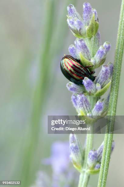 Lavender Insect Lavender Beetle Photos and Premium High Res Pictures - Getty Images